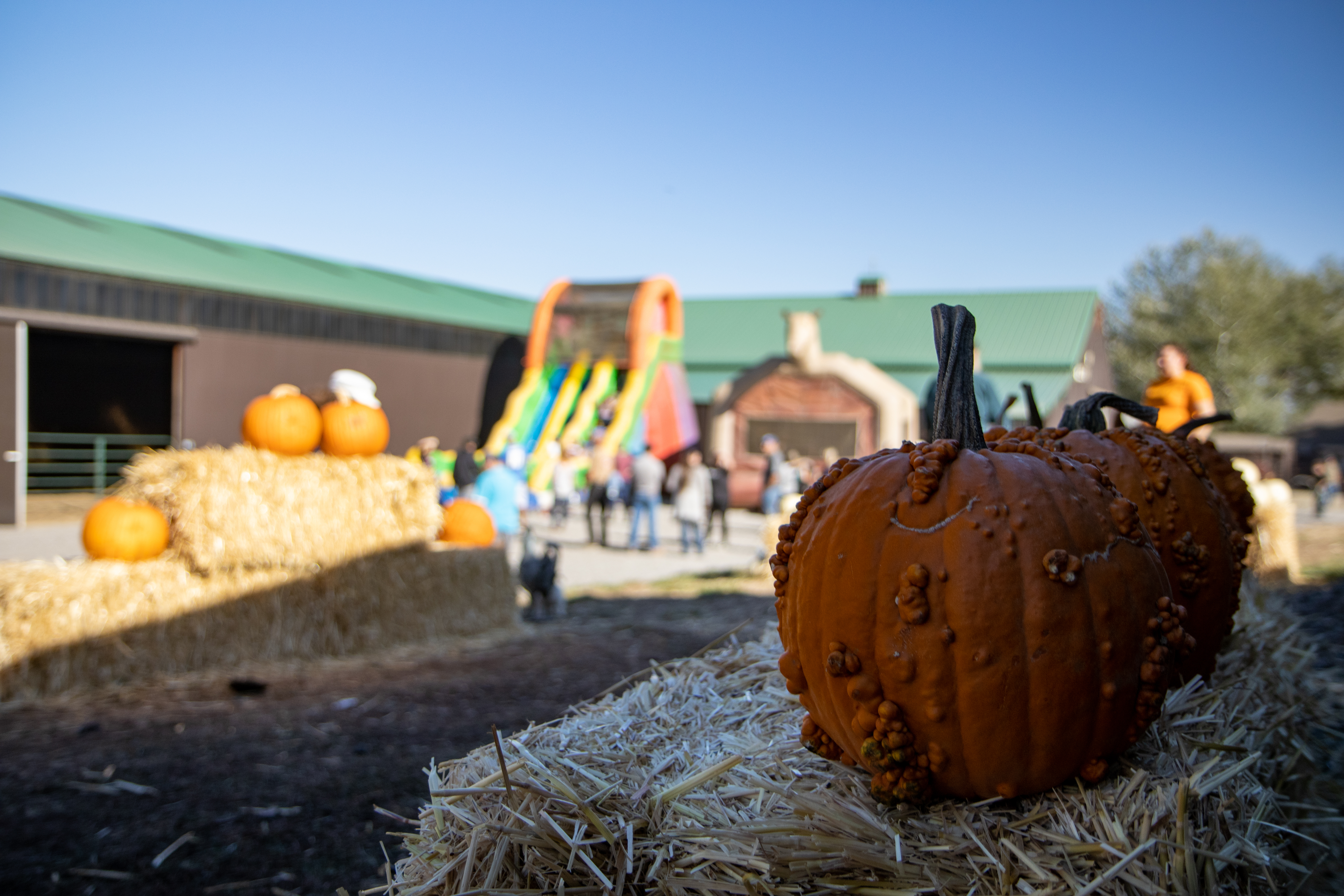 Pumpkins at Summerville Stables for the October pumpkin patch.