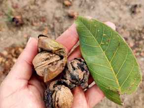 Der goldene Herbst! ...oder etwa nicht?