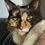Thumbnail: Small Custom Oil Painting