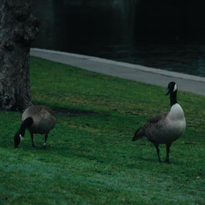 Geese in Boston Common. February 2020