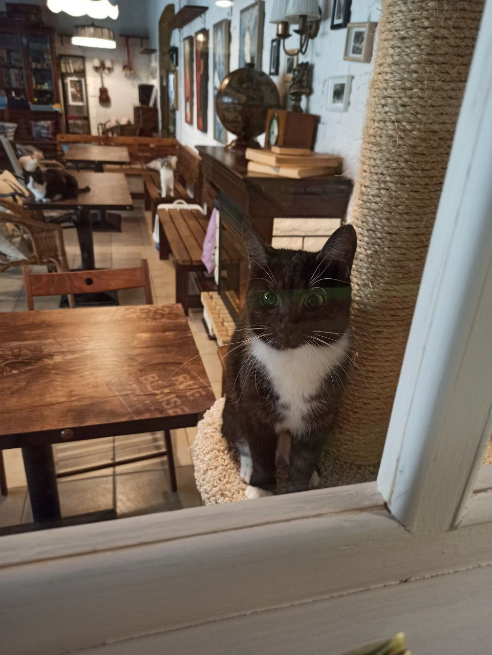 Котокафе "Котиссимо"
