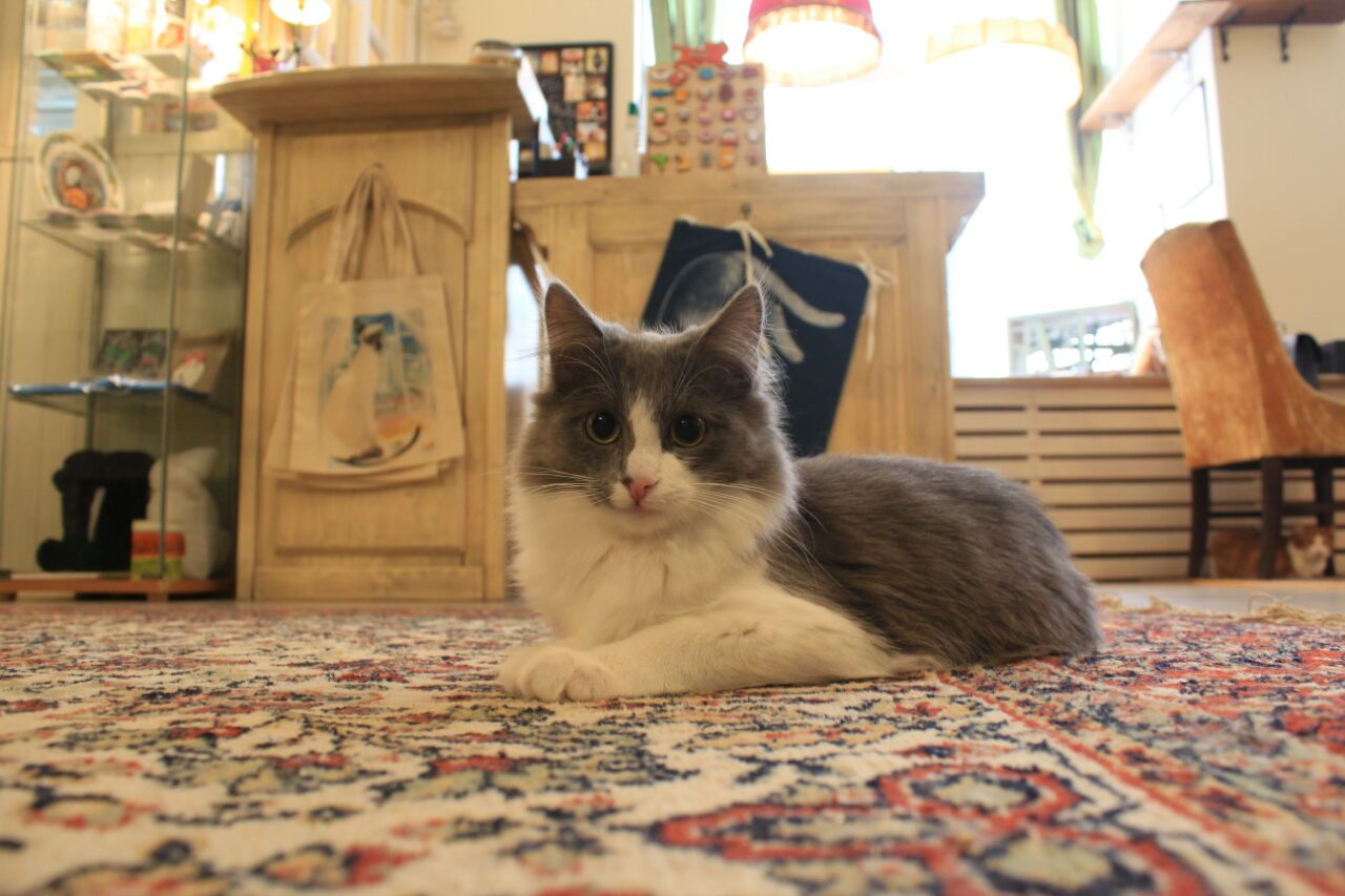 Москва новая басманная улица 31 котокафе котиссимо. Новая басманная 31 котокафе. Котокафе котиссимо москва. Котокафе сфинксы. Антикафе с кошками.