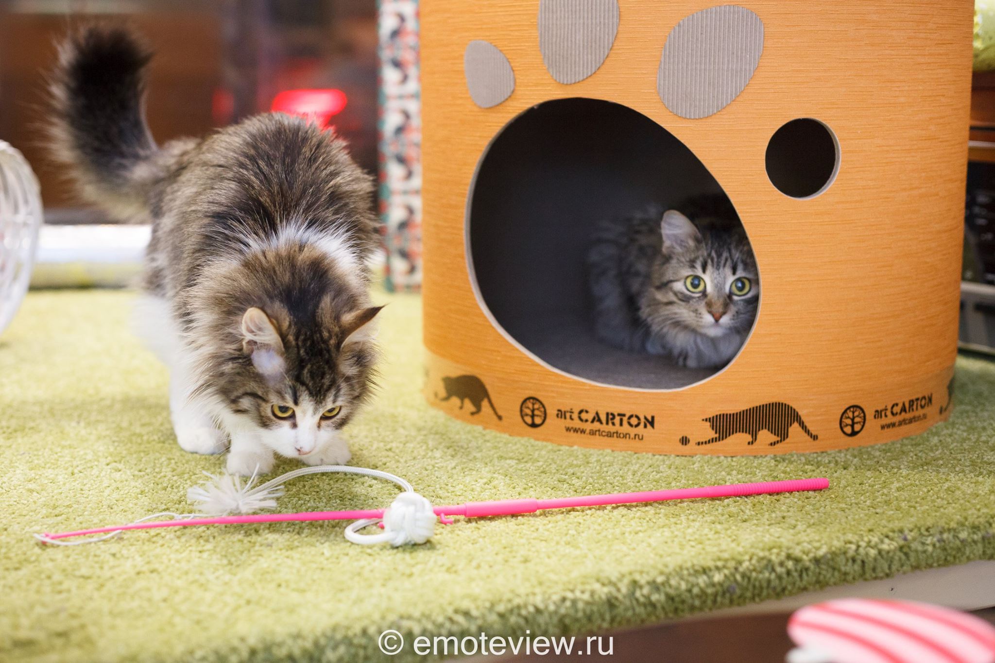 Котокафе котиссимо новая басманная. Реклама котокафе примеры. котокафе красные ворота. котокафе котиссимо рекламные носители. котокафе кудрово.