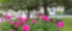 IMG_0975.JPEG