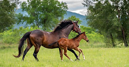 Thoroughbred Horses Research Update
