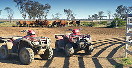 Quad bike deaths are dropping, but experts say more action required
