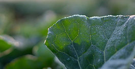 Veggie growers gain access to agrichemical strategy