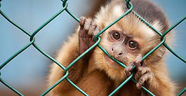 Horrific deaths of research monkeys exposed in Australian breeding facilities