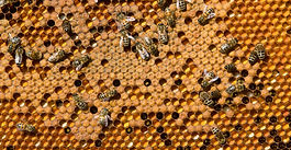 Review and update Australia’s honey bee biosecurity plans