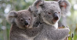 NSW Wildlife Council welcomes the creation of the Great Koala National Park