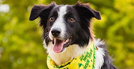 The Pawsuit Is On: Puppy Tales launches the 2026 Australian Dog of the Year!