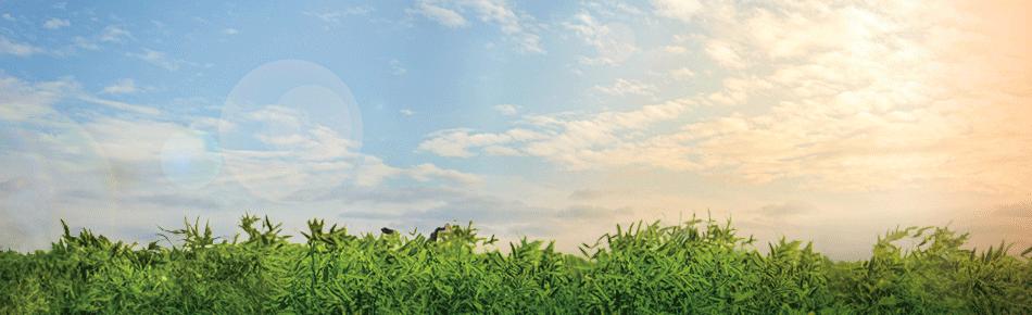 BASF0030_InoculantsCampaign_950x290_GIF.gif