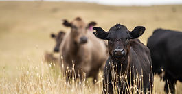 Statement on lifting restrictions on US beef imports to Australia