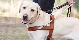 From bottles to barks: Guide Dogs named the new charity partner for Return and Earn
