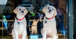 International Dog Day: Guide Dog pups hit Sydney beaches to launch Seek and Snap Donation Dog competition