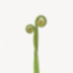 fiddlehead-clipart-3.jpg
