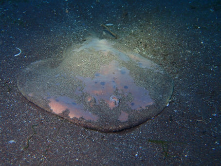 大瀬崎海洋速報 2023/2/19(日)