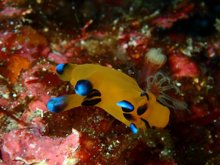 IOP海洋速報　2024/1/9（火）