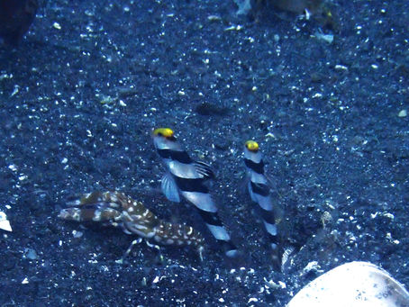 大瀬崎海洋速報 2025/6/28(土)