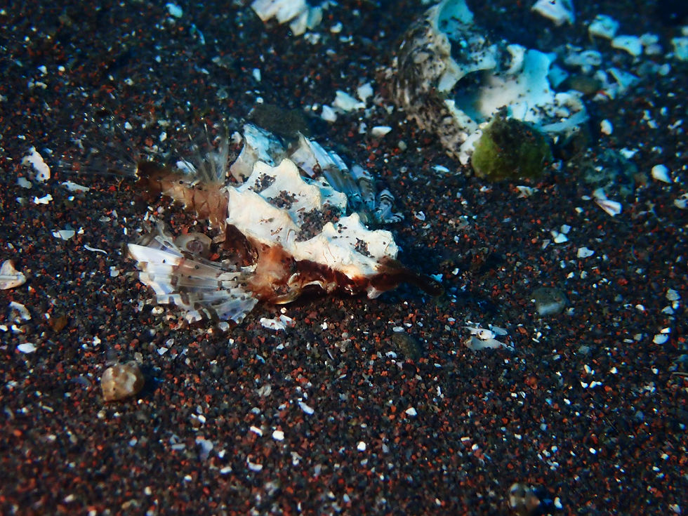 大瀬崎海洋速報 2025/12/26(金)