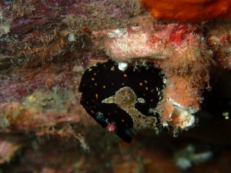 大瀬崎海洋速報 2023/11/12(日)