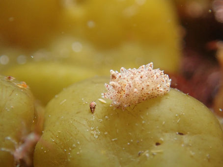 大瀬崎海洋速報　2026/2/14（土）