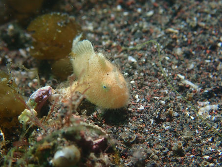 大瀬崎海洋速報 2024/3/28(木)