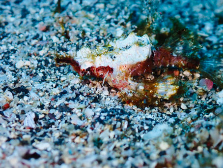 IOP海洋速報　2026/2/2（月）