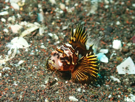 大瀬崎海洋速報 2024/3/31(日)