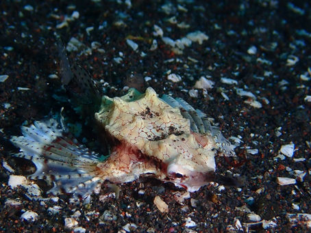 大瀬崎海洋速報　2026/2/15（日）