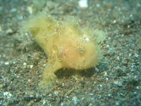 大瀬崎海洋速報 2023/5/22(月)