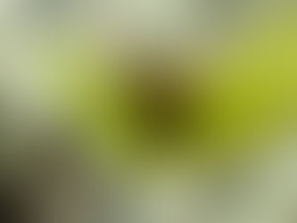 大瀬崎海洋速報 2023/8/11(金)