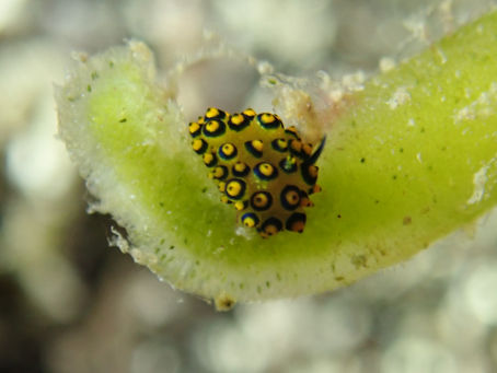 大瀬崎海洋速報 2023/8/11(金)