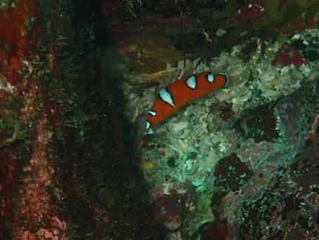 IOP海洋速報　2023/8/29（火）