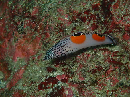 IOP海洋速報　2023/11/29（水）