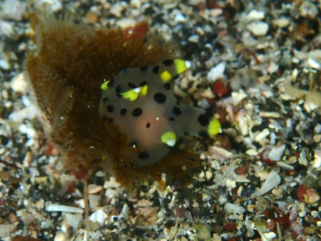 IOP海洋速報　2023/5/13（土）