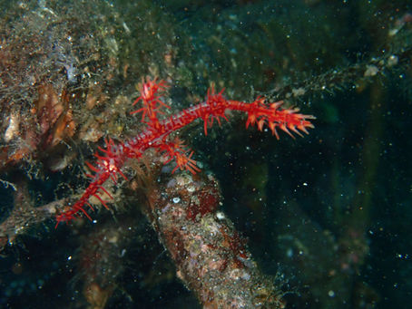 大瀬崎海洋速報 2025/10/28(火)