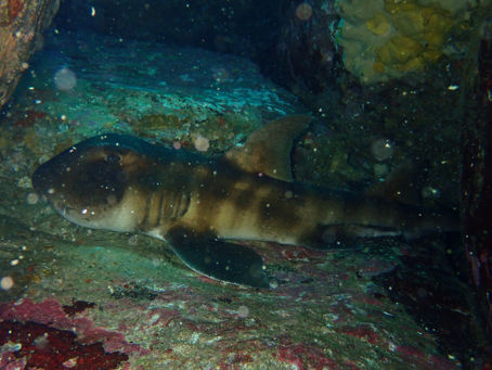 🦈岩陰にひっそり！ネコザメに会えたワクワクダイブ　2026/3/9（月）IOP