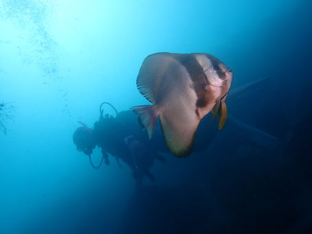 大瀬崎海洋速報 2023/2/21(火)