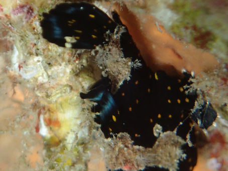 大瀬崎海洋速報 2023/11/14(火)