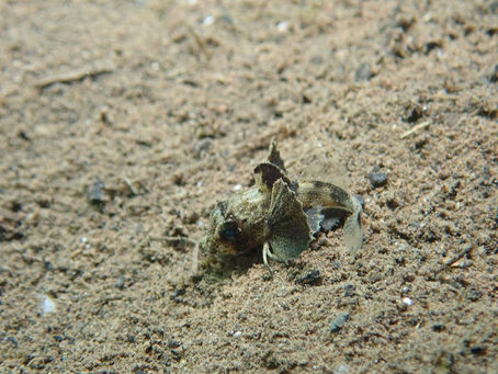 大瀬崎海洋速報 2023/2/9(木)