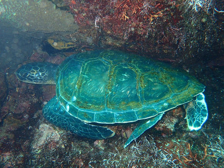 IOP海洋速報　2023/5/6（土）