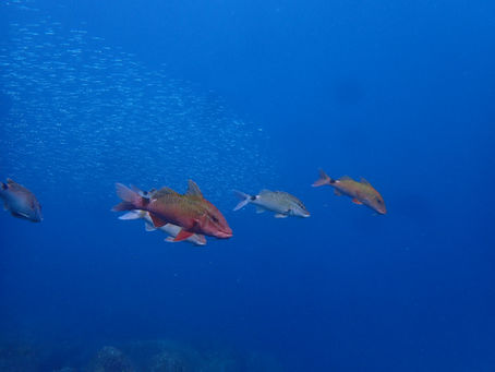 IOP海洋速報 2025/12/18(木)