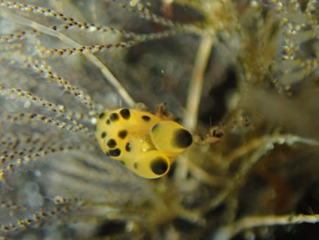 大瀬崎海洋速報 2024/1/3(水)