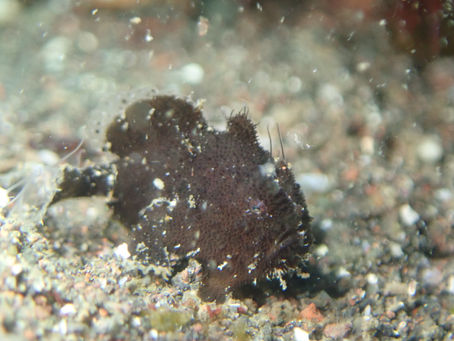 大瀬崎海洋速報 2023/2/27(月)