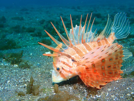 大瀬崎海洋速報　2026/2/19（木）