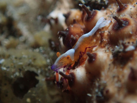 大瀬崎海洋速報 2024/5/18(土)