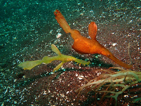 大瀬崎海洋速報 2024/6/25(火)