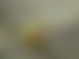 大瀬崎海洋速報 2023/4/12(水)