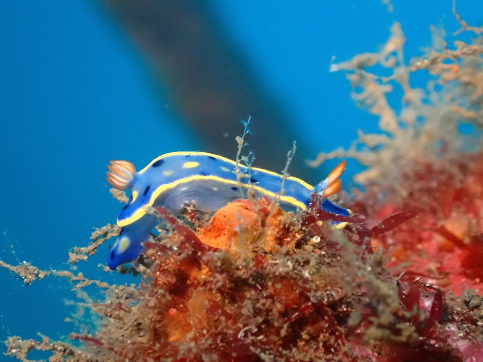 大瀬崎海洋速報 2025/12/27(土)